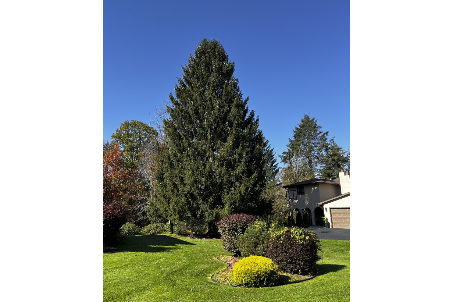80-foot Norway spruce gets the nod as Rockefeller Center